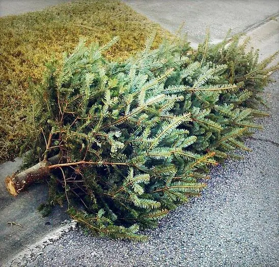 Christmas Tree Removal Service In Washougal